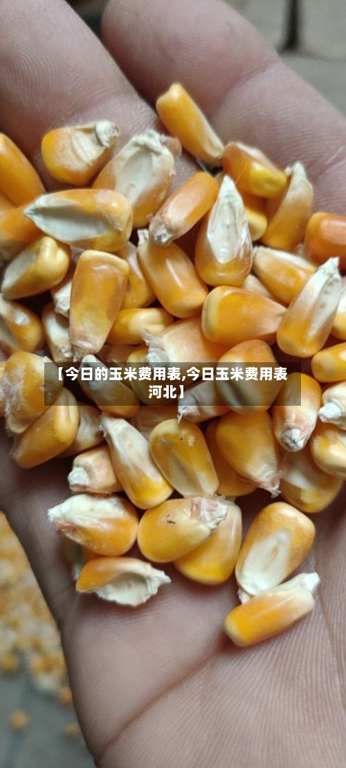 【今日的玉米费用表,今日玉米费用表河北】-第3张图片