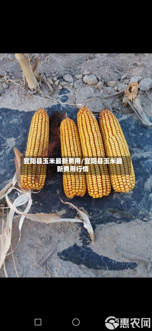 宜阳县玉米最新费用/宜阳县玉米最新费用行情-第3张图片