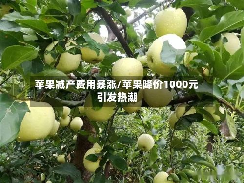 苹果减产费用暴涨/苹果降价1000元引发热潮