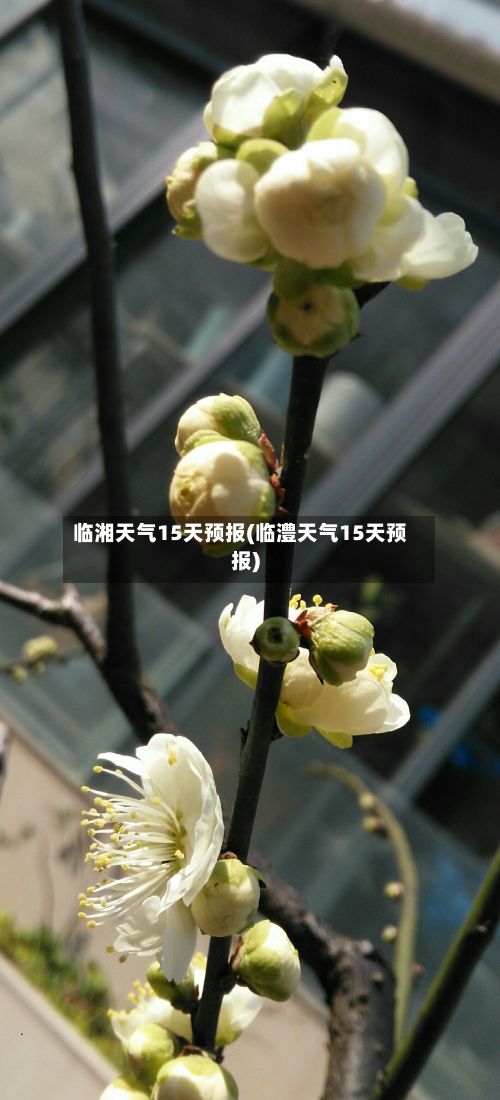 临湘天气15天预报(临澧天气15天预报)
