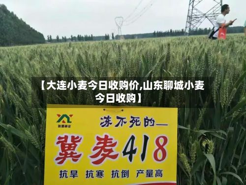 【大连小麦今日收购价,山东聊城小麦今日收购】-第2张图片