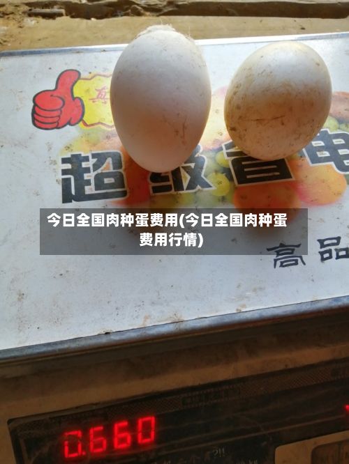 今日全国肉种蛋费用(今日全国肉种蛋费用行情)