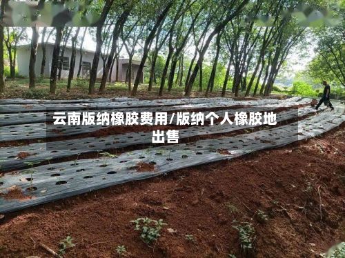 云南版纳橡胶费用/版纳个人橡胶地出售-第2张图片