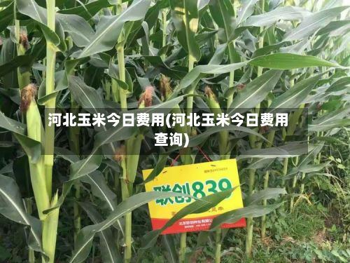 河北玉米今日费用(河北玉米今日费用查询)