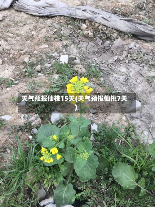 天气预报仙桃15天(天气预报仙桃7天)-第2张图片