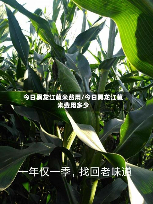 今日黑龙江苞米费用/今日黑龙江苞米费用多少-第2张图片
