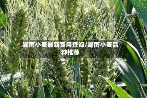 湖南小麦最新费用查询/湖南小麦品种推荐-第2张图片