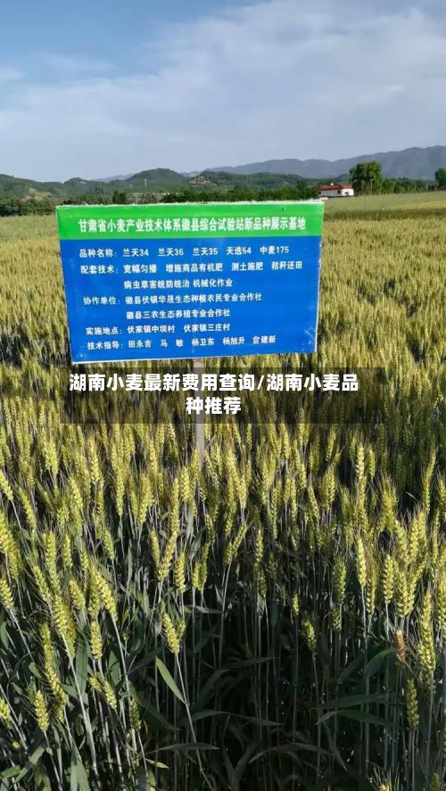 湖南小麦最新费用查询/湖南小麦品种推荐-第3张图片