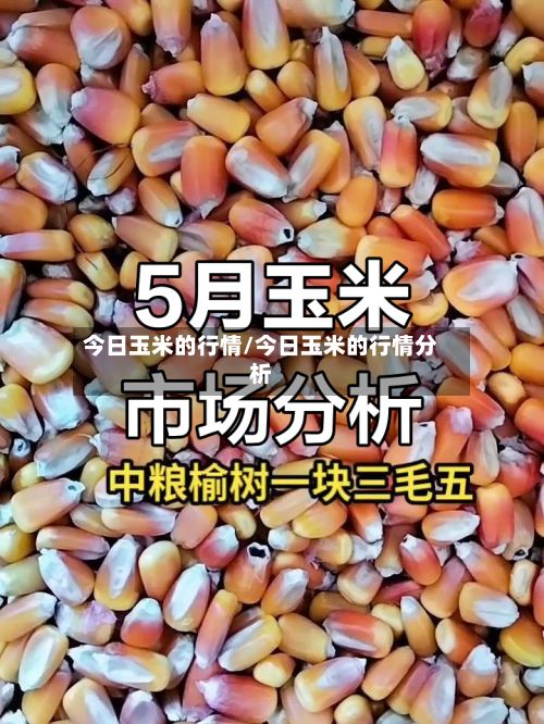 今日玉米的行情/今日玉米的行情分析