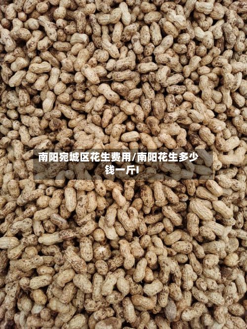 南阳宛城区花生费用/南阳花生多少钱一斤I-第2张图片