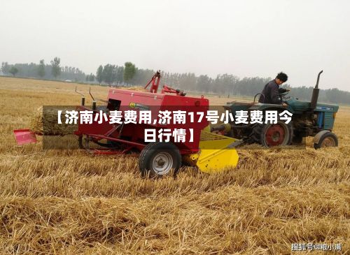 【济南小麦费用,济南17号小麦费用今日行情】-第2张图片