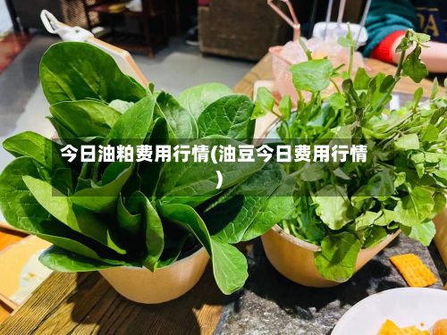 今日油粕费用行情(油豆今日费用行情)-第2张图片