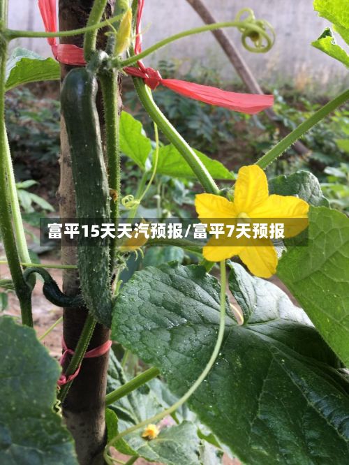 富平15天天汽预报/富平7天预报-第2张图片