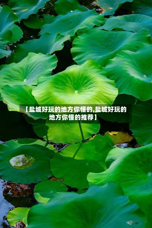 【盐城好玩的地方你懂的,盐城好玩的地方你懂的推荐】-第2张图片