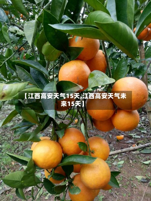 【江西高安天气15天,江西高安天气未来15天】